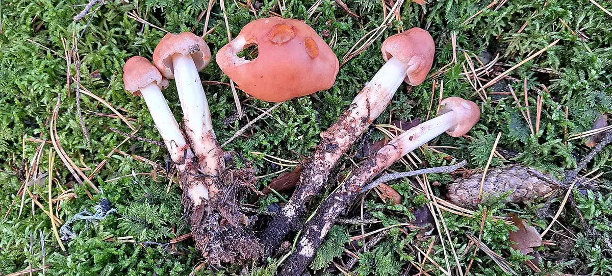 Monetnica korzeniasta (Rhodocollybia fodiens) — zdjęcie 1 z 3