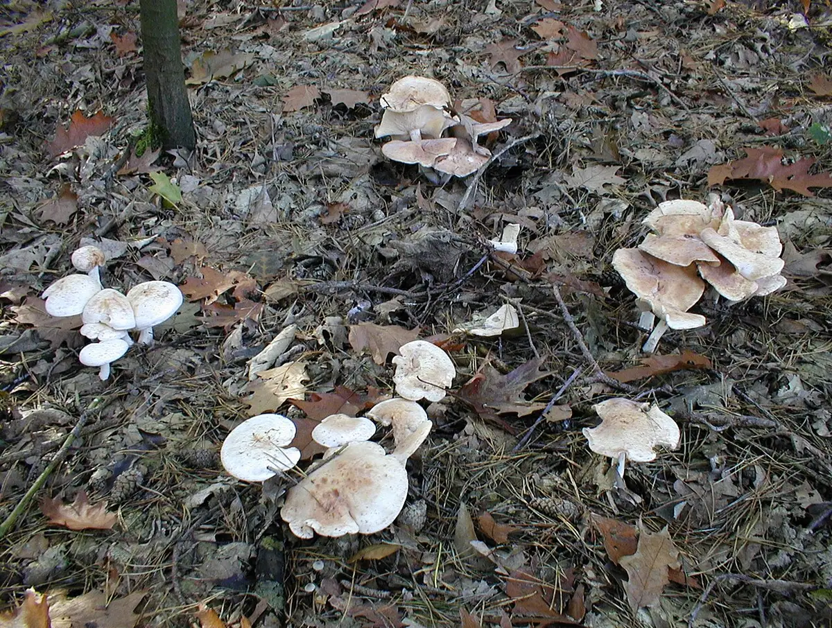 Monetnica plamista (Rhodocollybia maculata) — zdjęcie 1 z 4