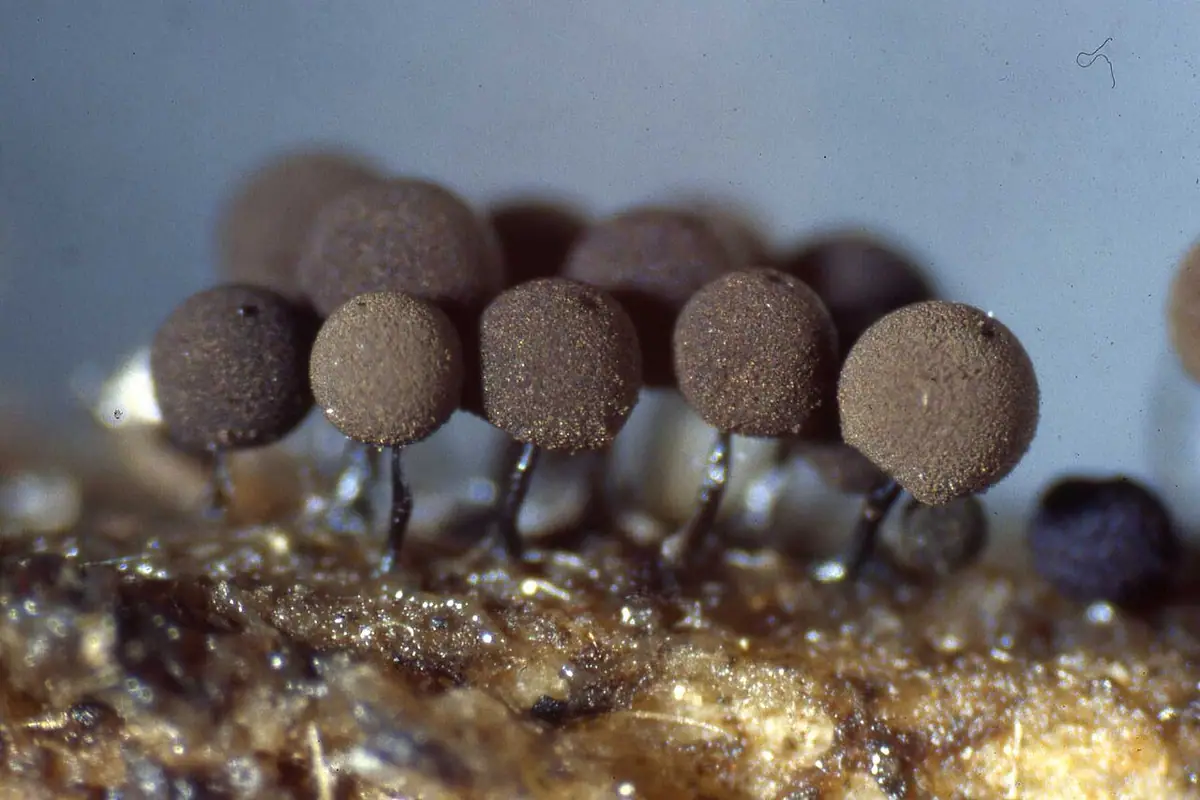 Mrzyk mackowaty (Enerthenema papillatum) — zdjęcie 1 z 4
