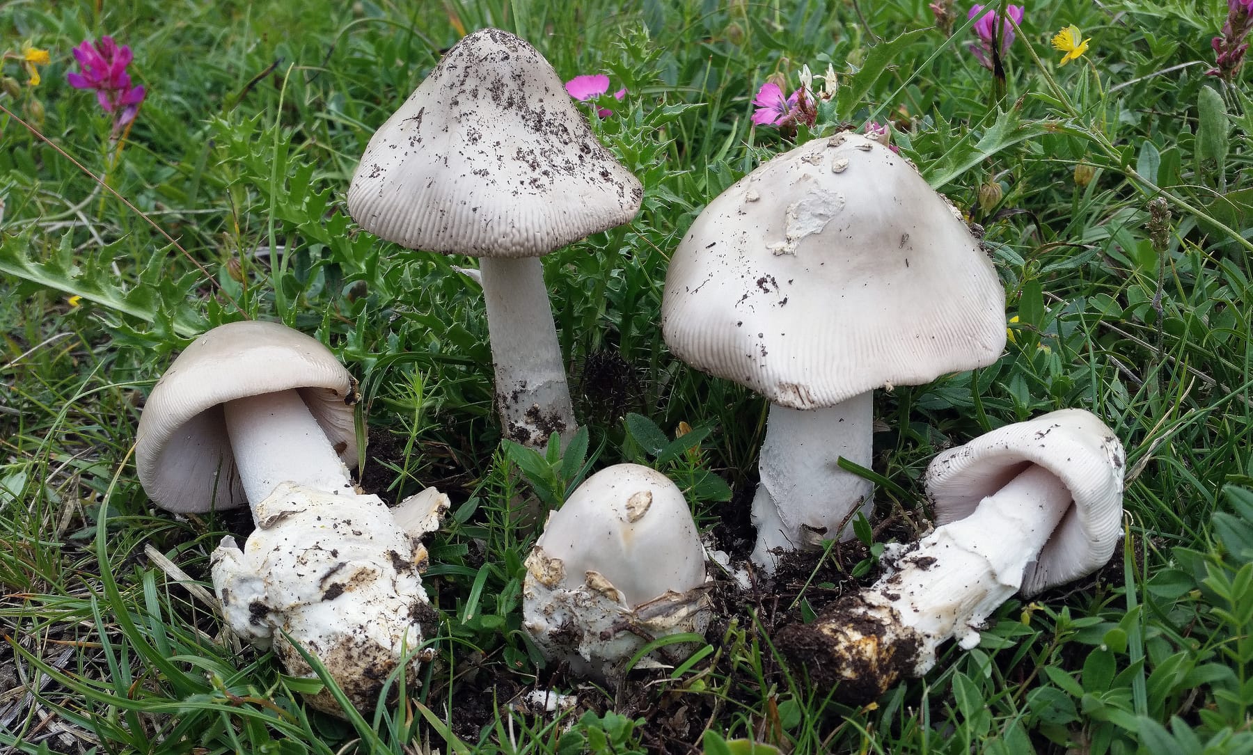 Muchomor alpejski (Amanita nivalis) — zdjęcie 1 z 3