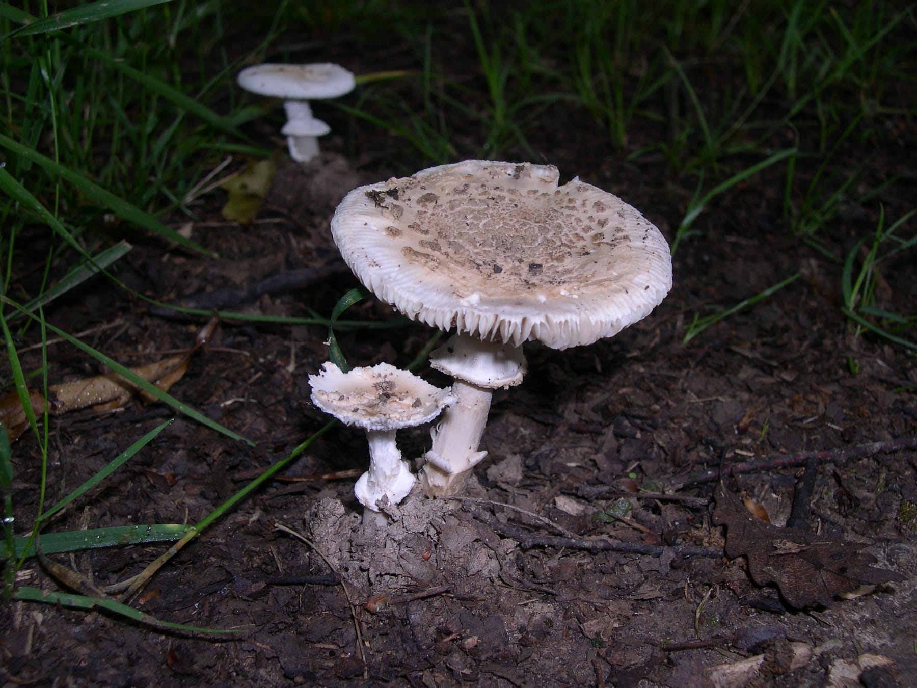 Muchomor białożółtawy (Amanita eliae) — zdjęcie 1 z 3