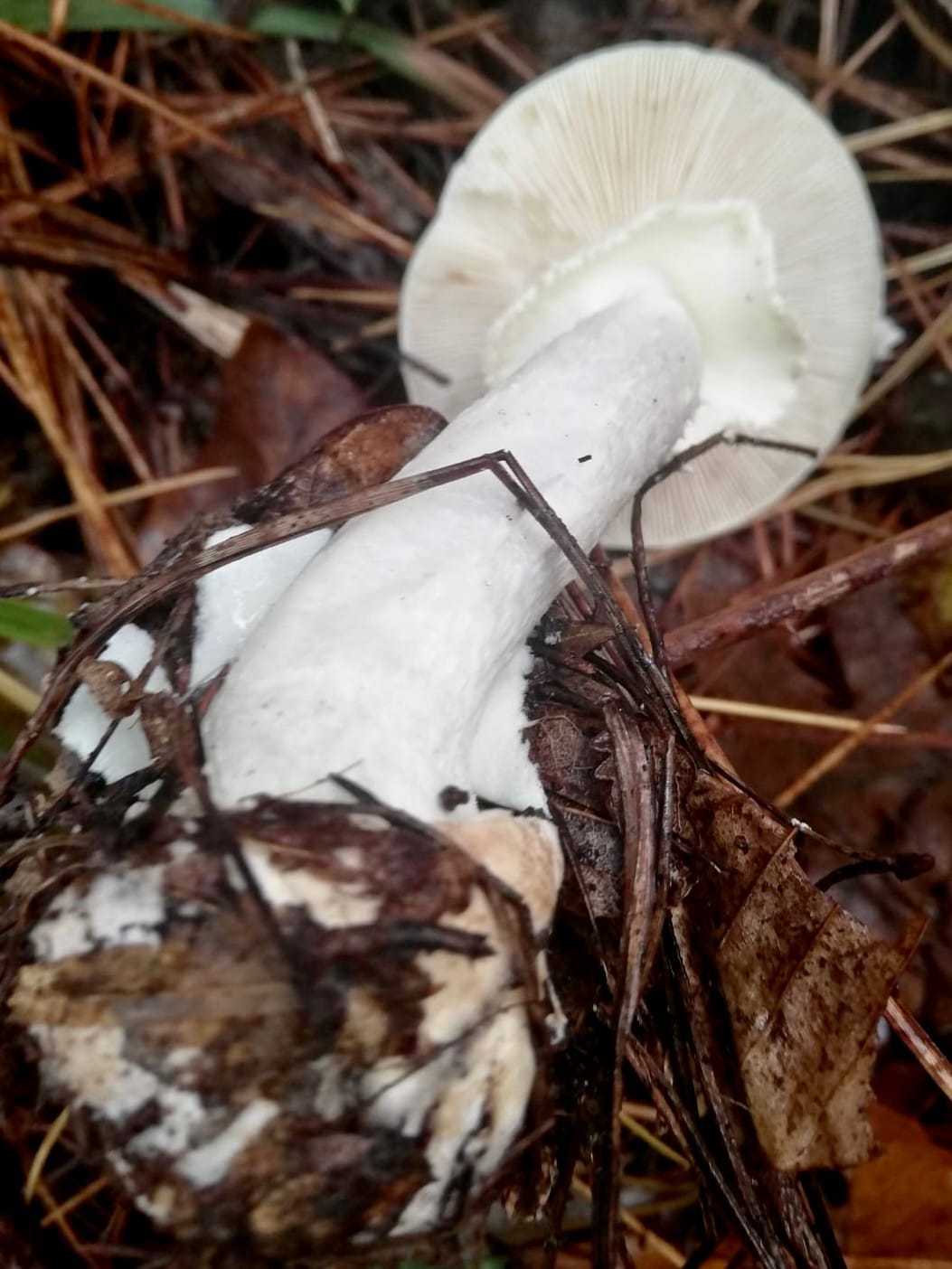 Muchomor cytrynowy odm. biała (Amanita citrina var. alba) — zdjęcie 1 z 4