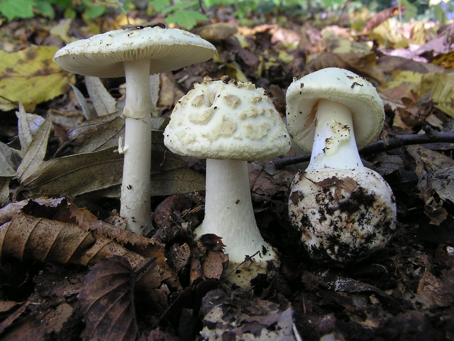 Muchomor cytrynowy (Amanita citrina)