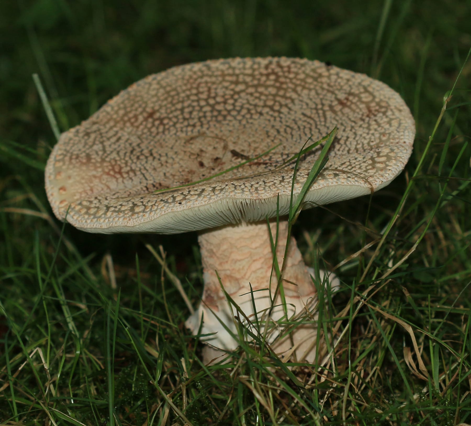 Muchomor czerwieniejący (Amanita rubescens)