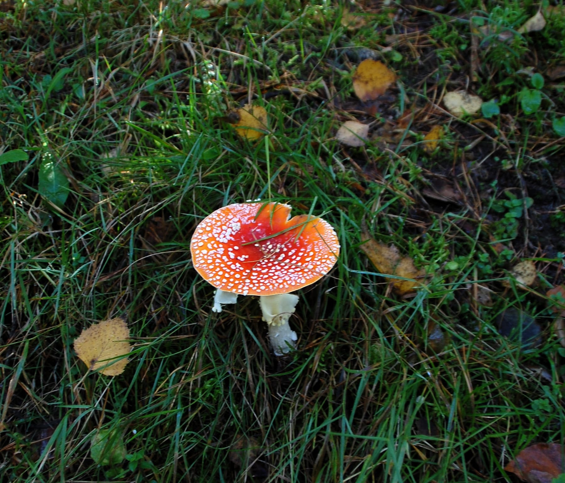 Muchomor czerwony (Amanita muscaria) — zdjęcie 1 z 4