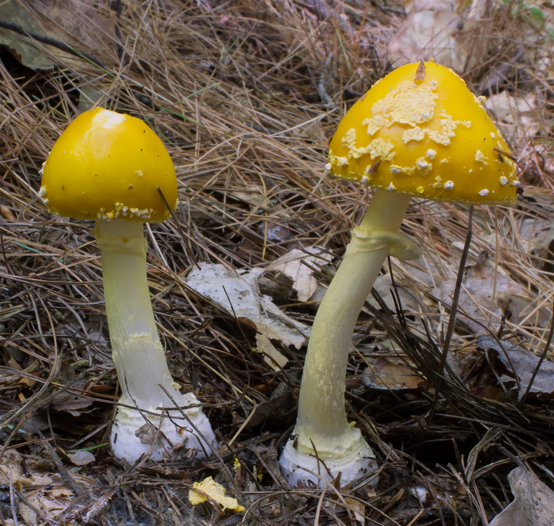 Muchomor Frosta (Amanita frostiana) — zdjęcie 1 z 4