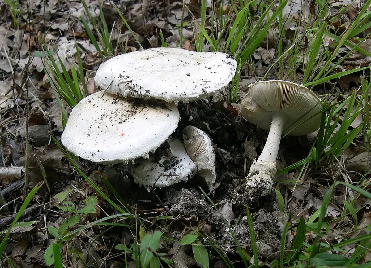 Muchomor grubopochwowy (Amanita ovoidea) — zdjęcie 1 z 4