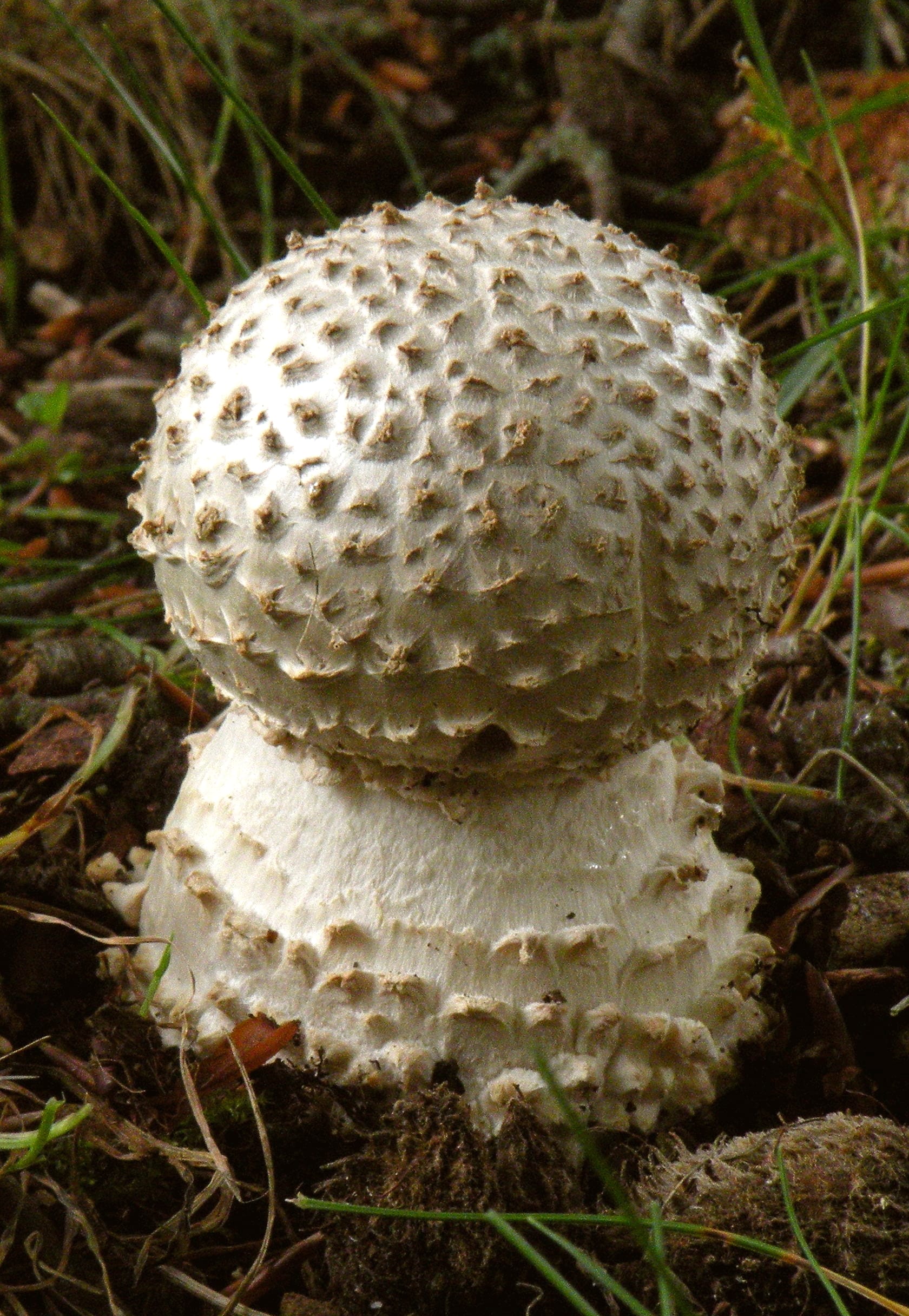 Muchomor jeżowaty (Amanita echinocephala) — zdjęcie 1 z 4