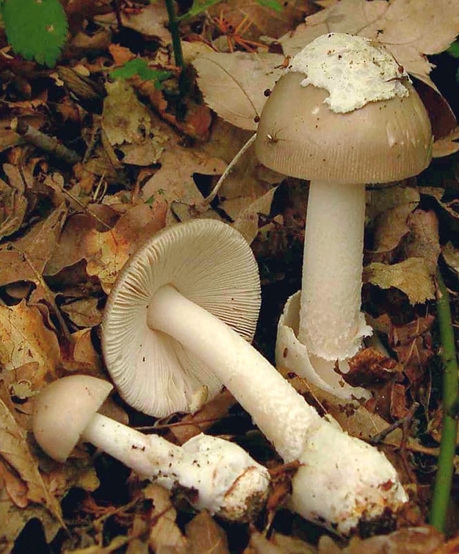 Muchomor mglejarka (Amanita vaginata)
