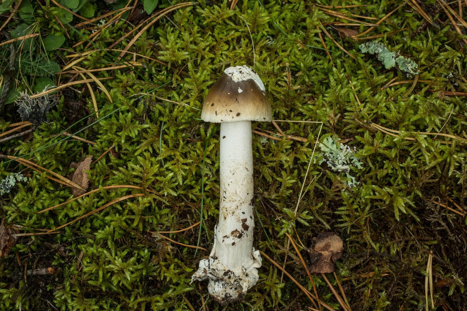 Muchomor oliwkowoszary (Amanita olivaceogrisea) — zdjęcie 1 z 2