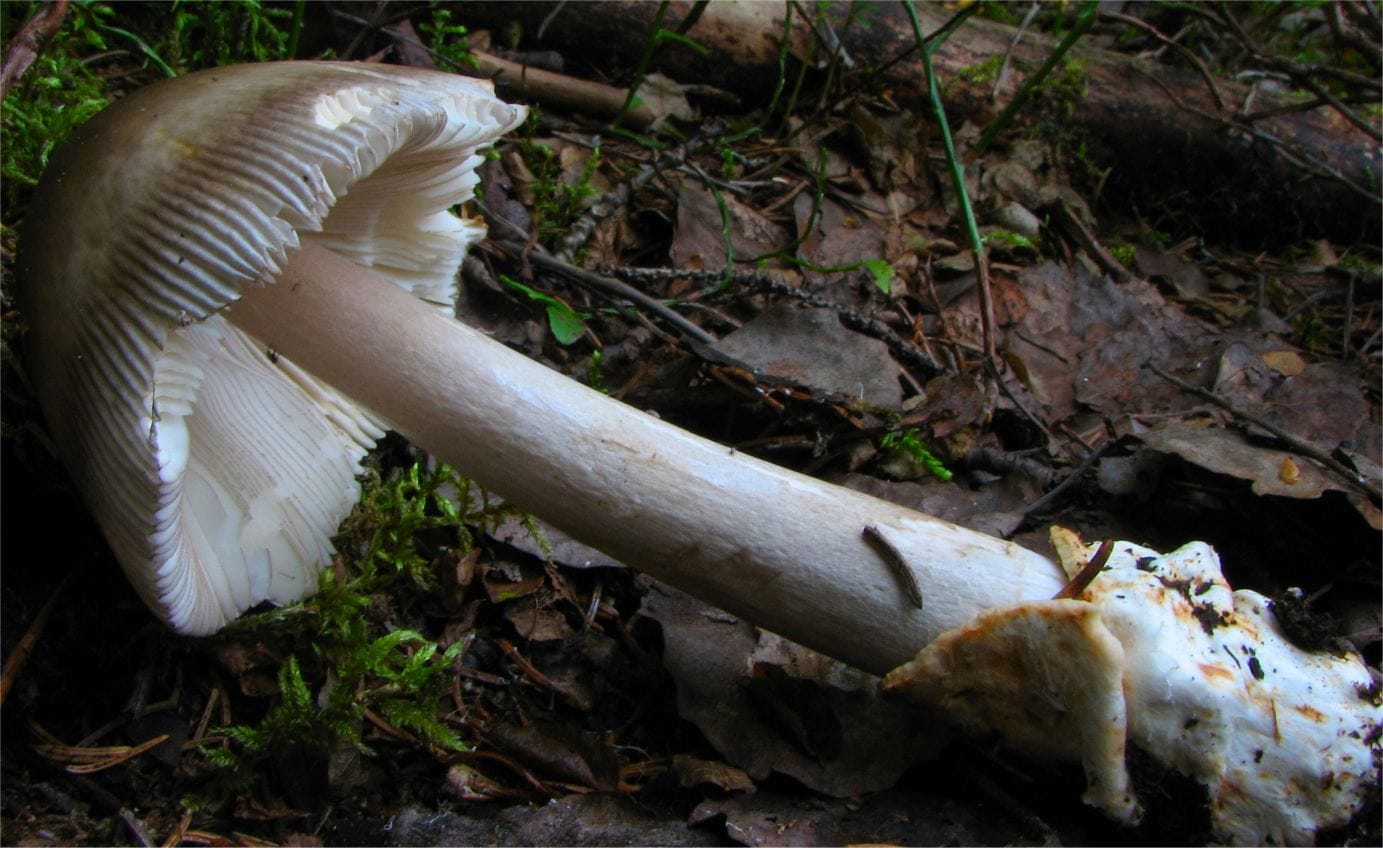 Muchomor oliwkowy (Amanita battarrae)