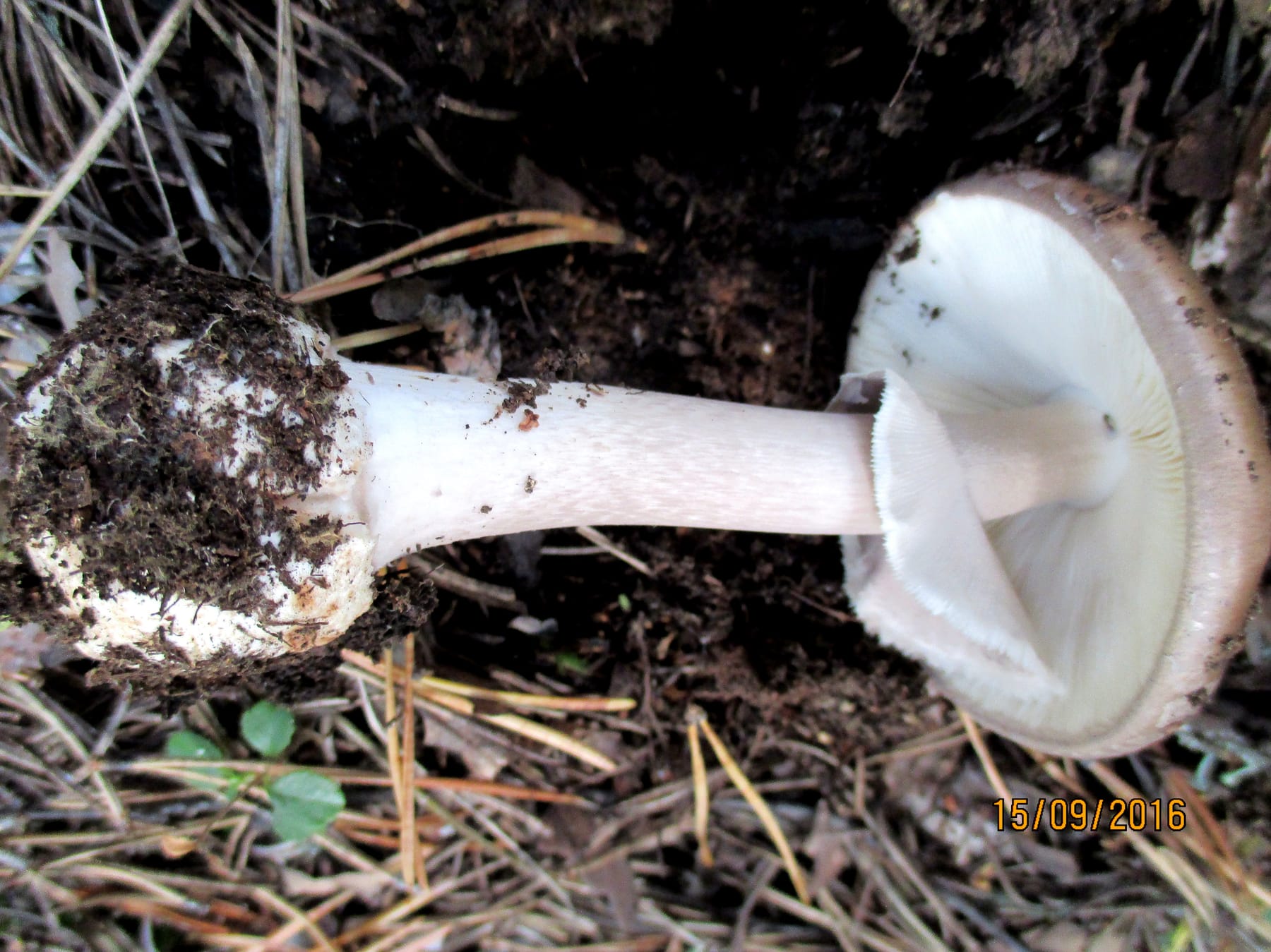 Muchomor porfirowy (Amanita porphyria)