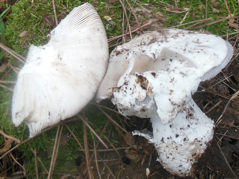 Muchomor srebrzysty (Amanita argentea) — zdjęcie 1 z 3