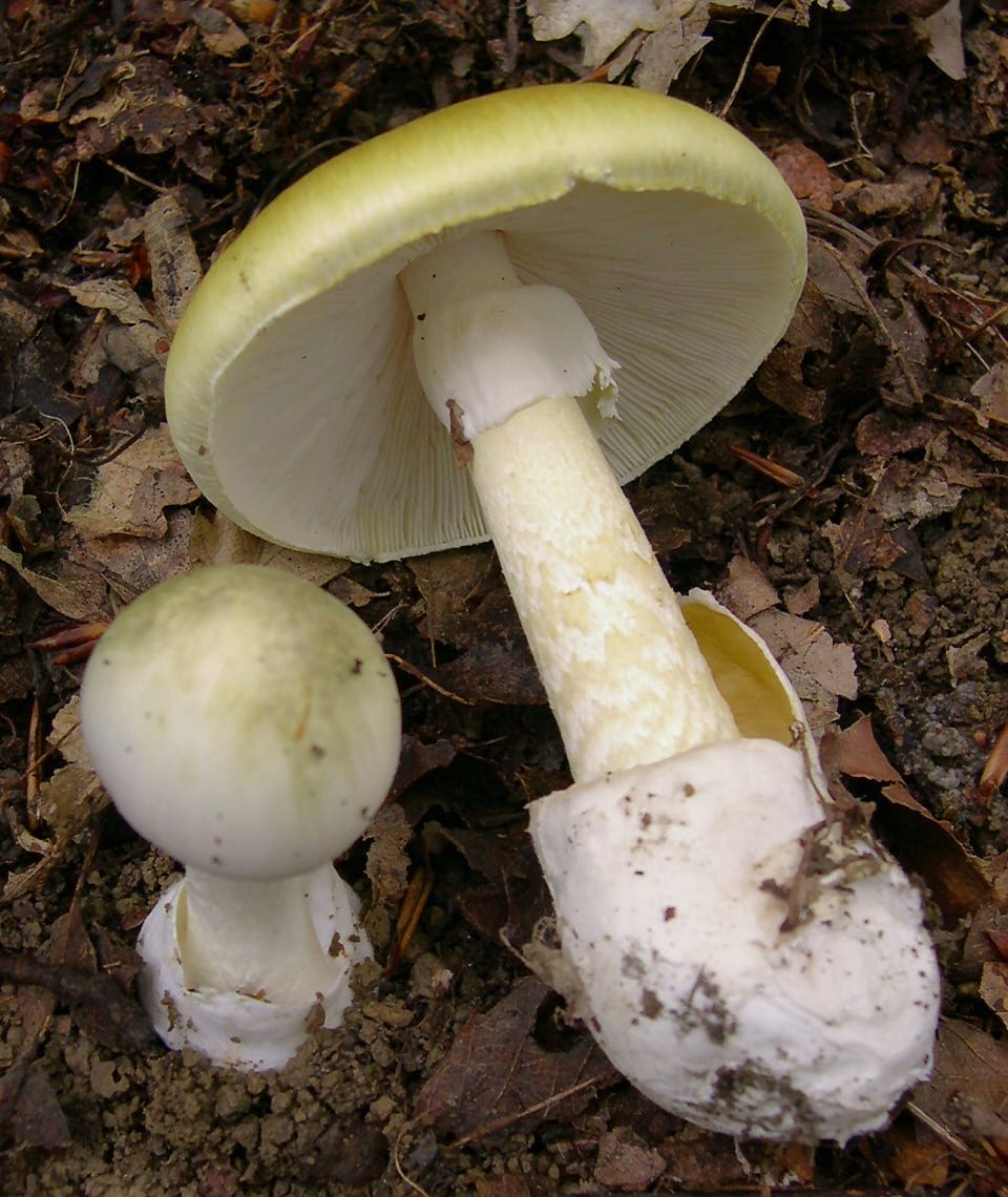 Muchomor sromotnikowy (Amanita phalloides) — zdjęcie 1 z 4