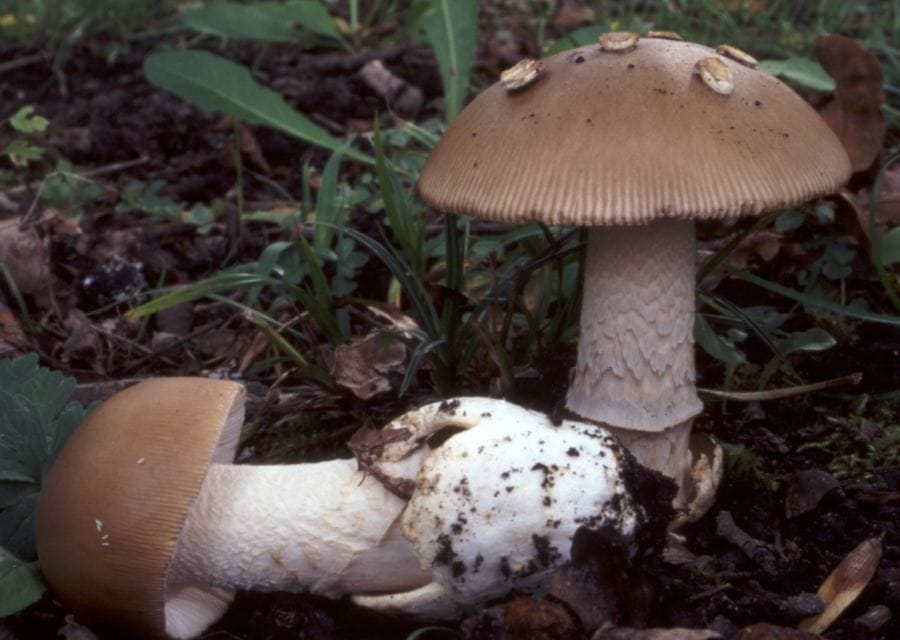Muchomor szaropłowy (Amanita lividopallescens) — zdjęcie 1 z 3