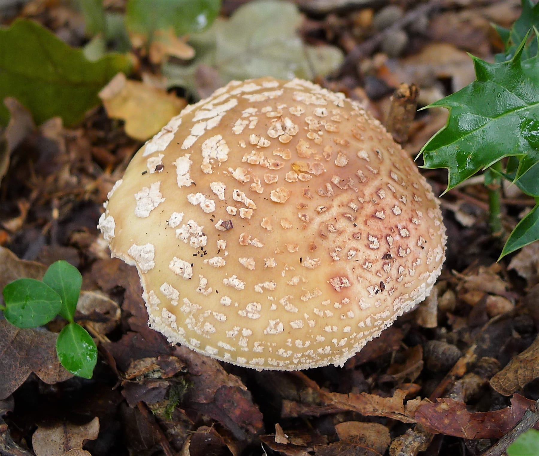 Muchomor szorstki (Amanita franchetii)