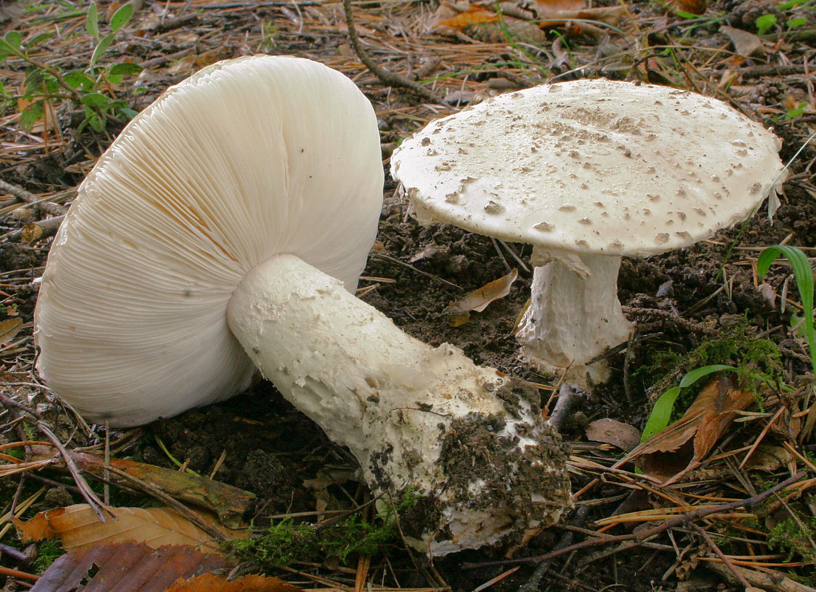 Muchomor szyszkowaty (Amanita strobiliformis)