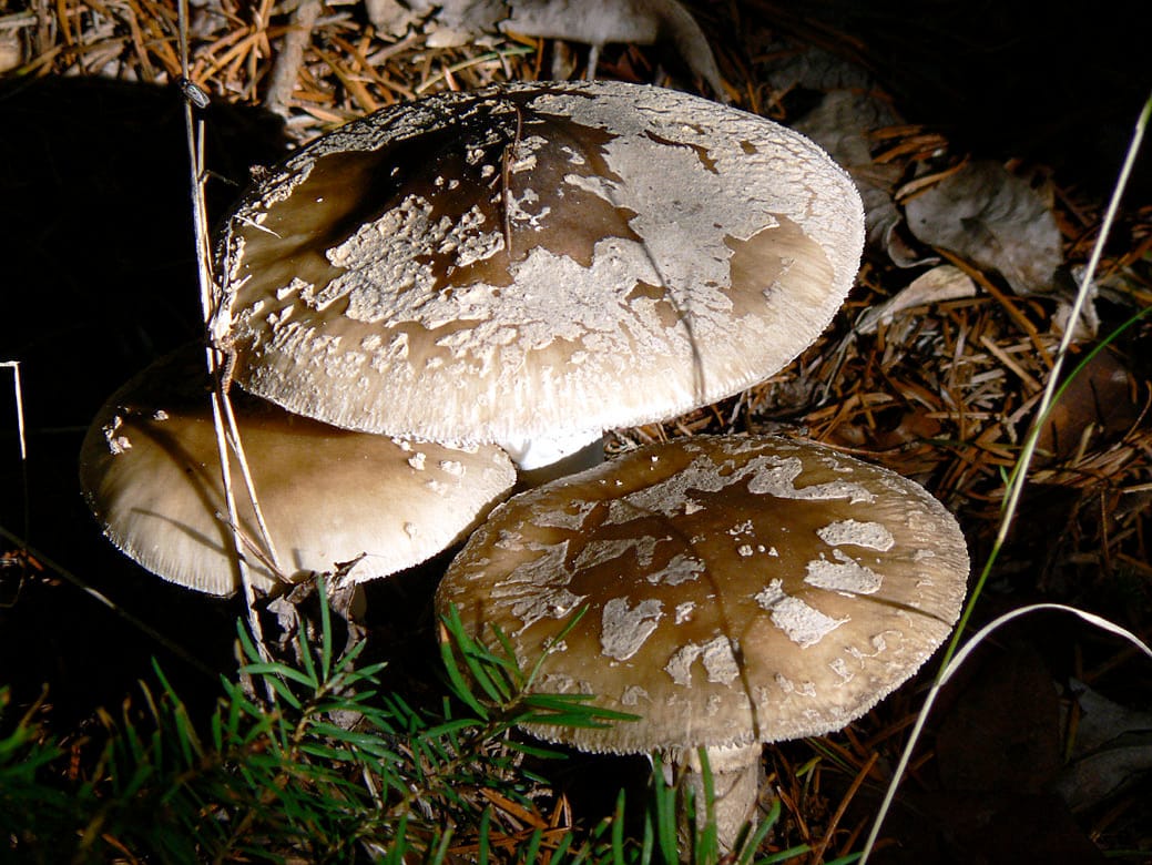 Muchomor twardawy (Amanita excelsa)