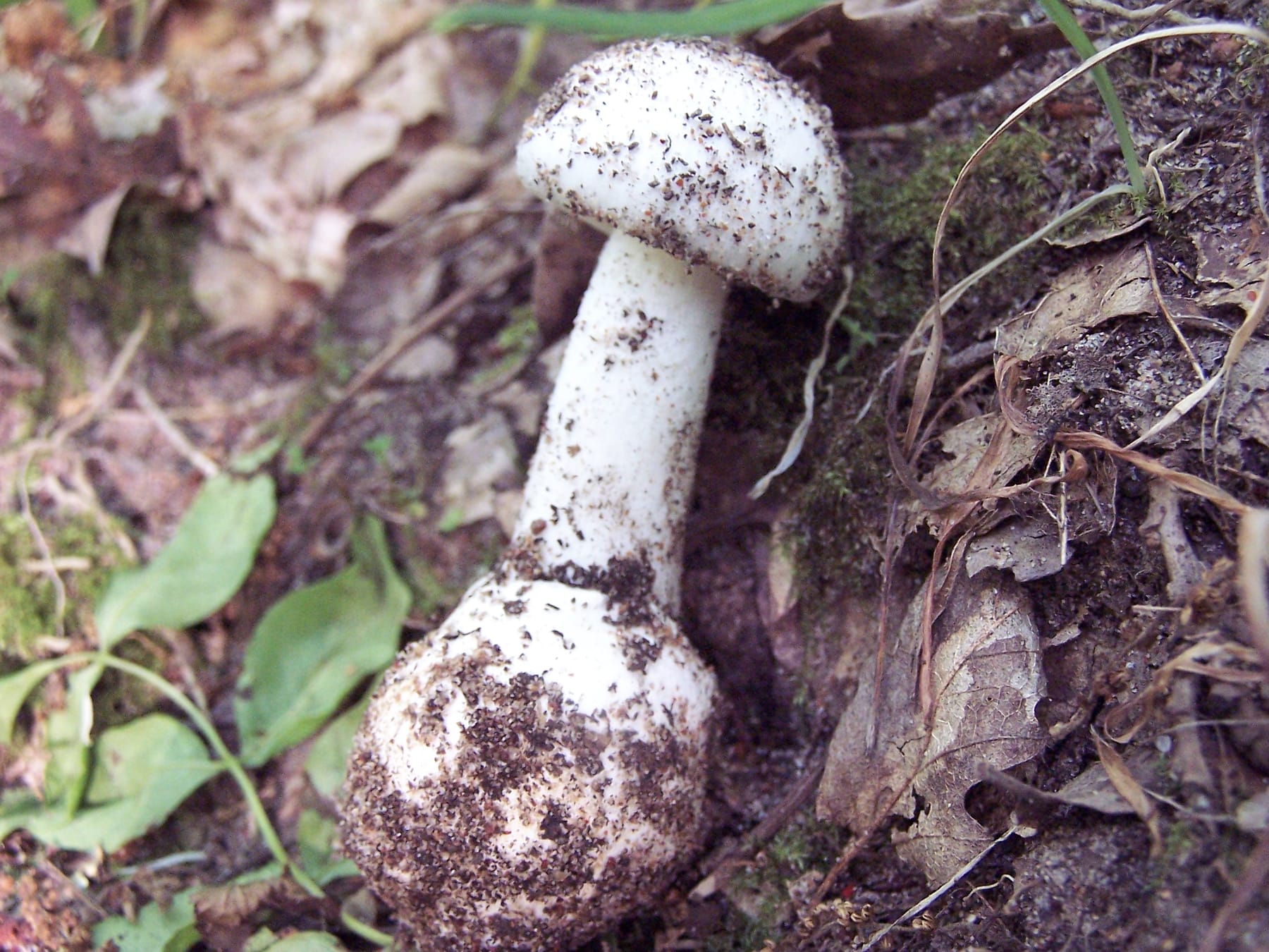 Muchomor wiosenny (Amanita verna)