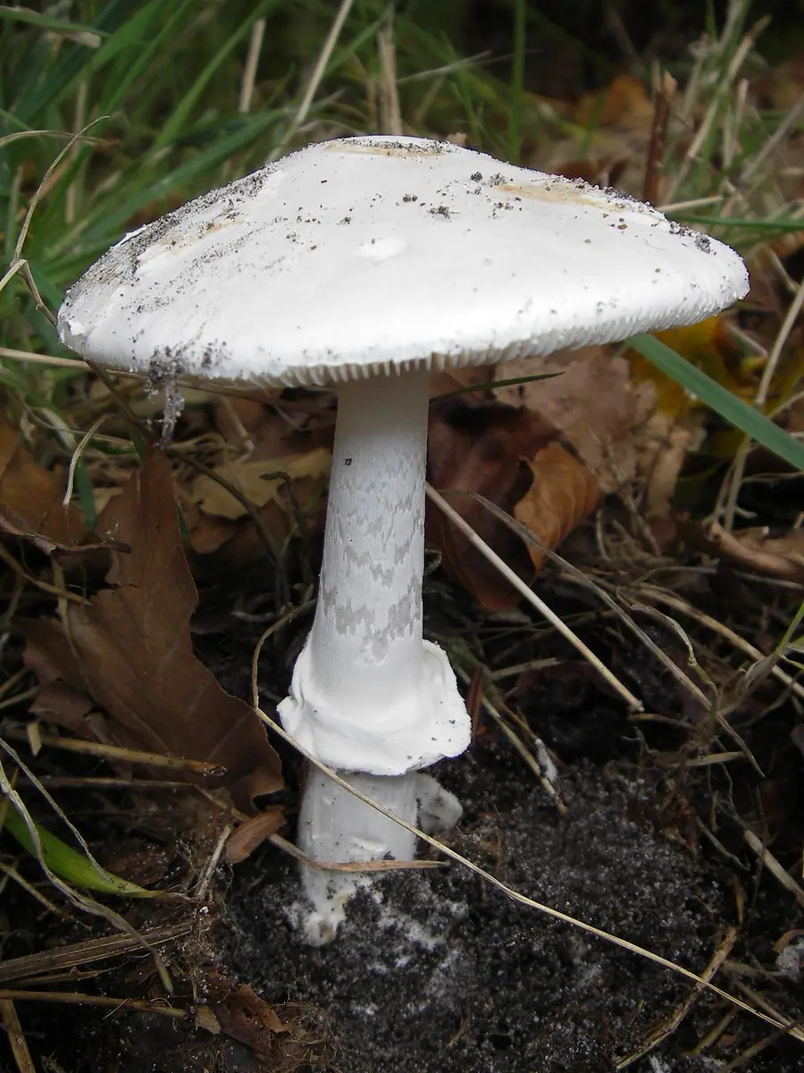Muchomor zielonawy odm. biała (Amanita phalloides var. alba) — zdjęcie 1 z 4