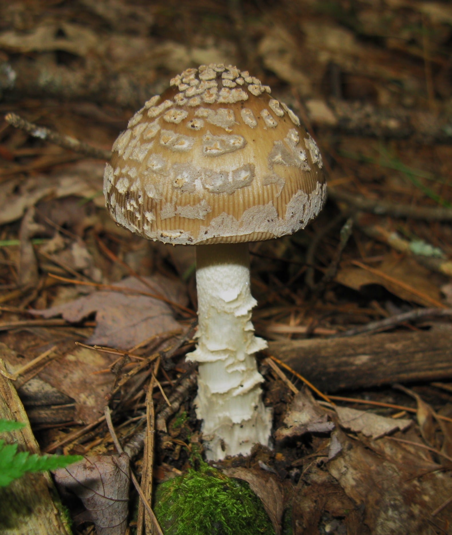 Muchomor złotawy (Amanita ceciliae)