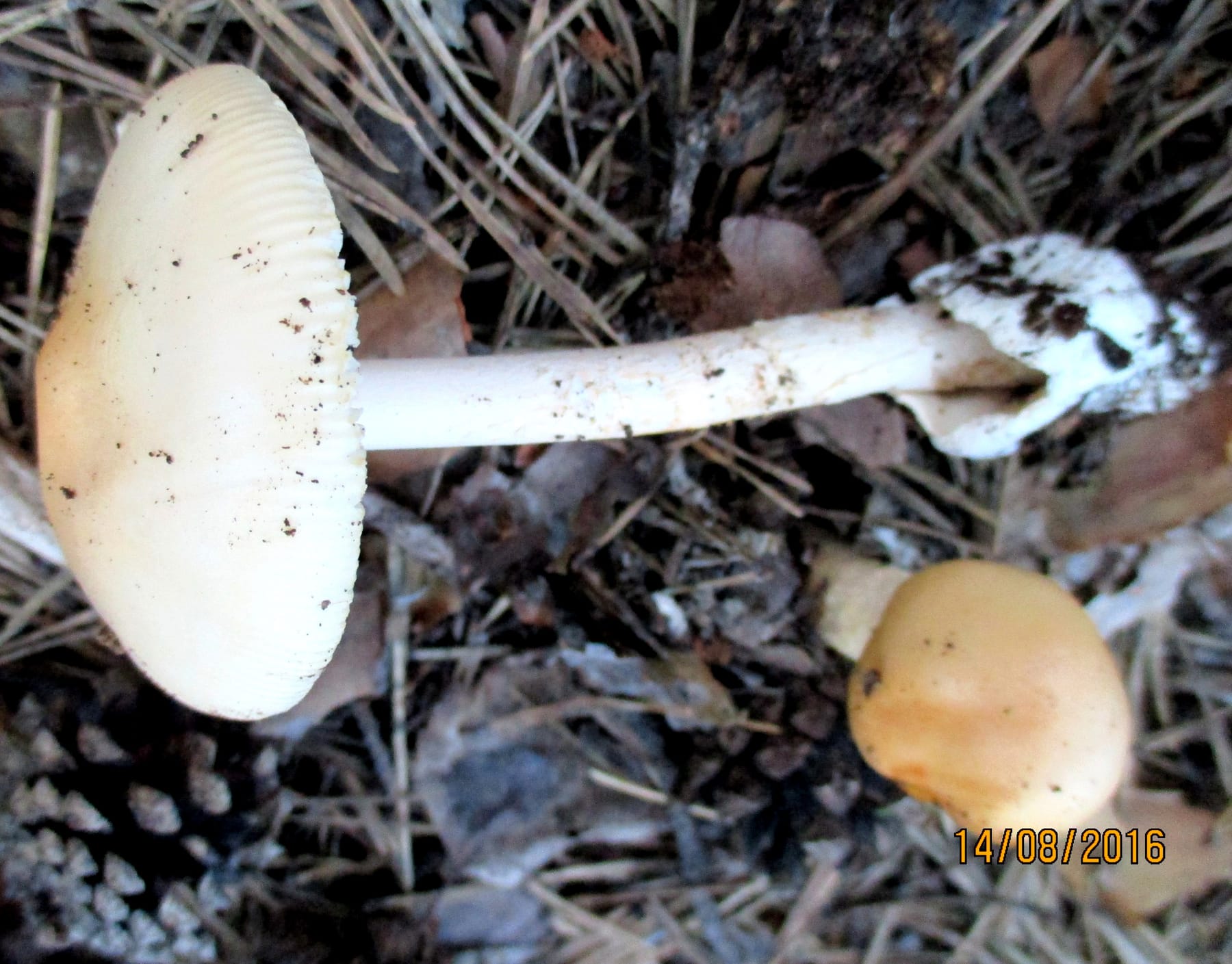 Muchomor żółtopomarańczowy (Amanita flavescens) — zdjęcie 1 z 4
