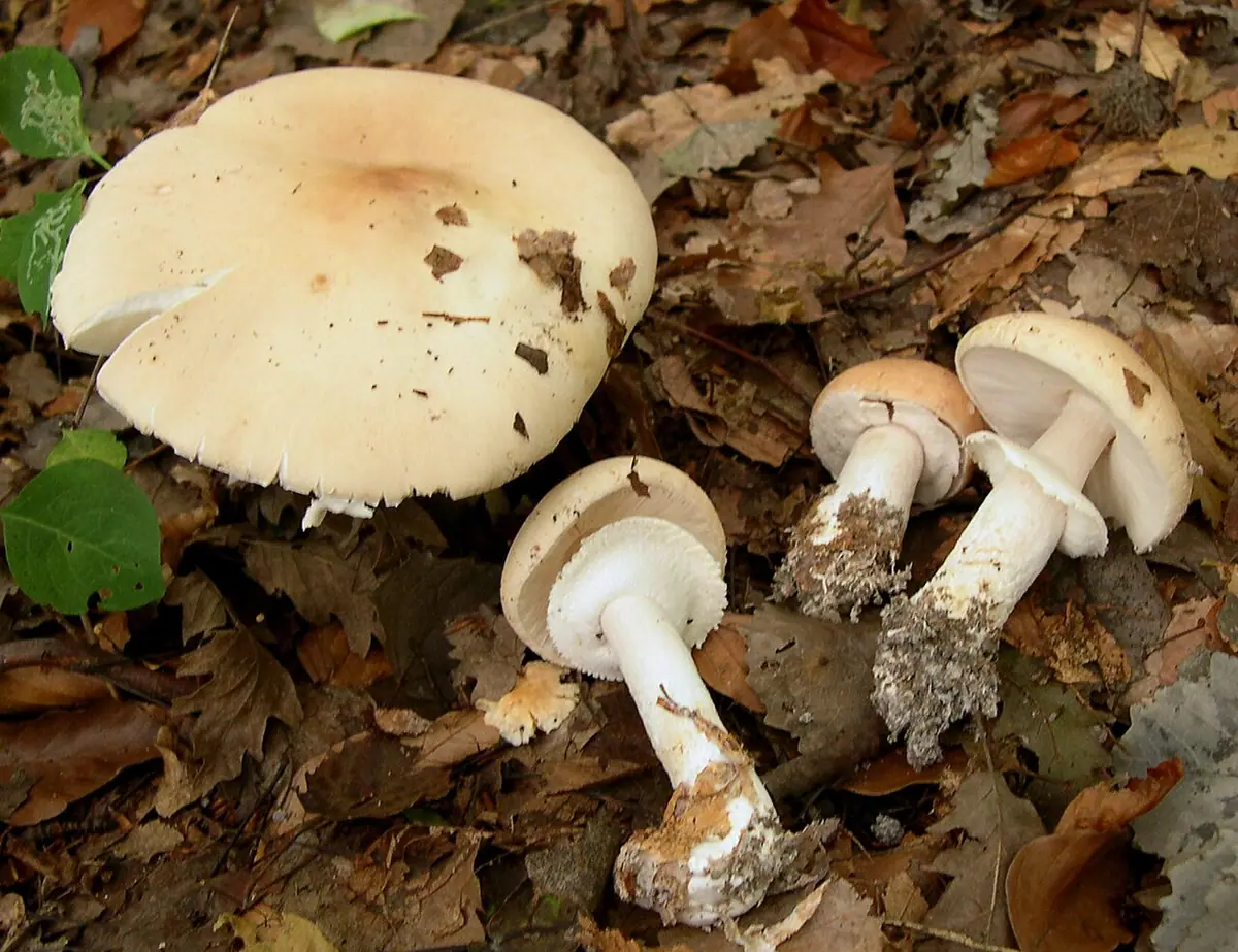 Muchomornica płacząca (Limacella guttata) — zdjęcie 1 z 4