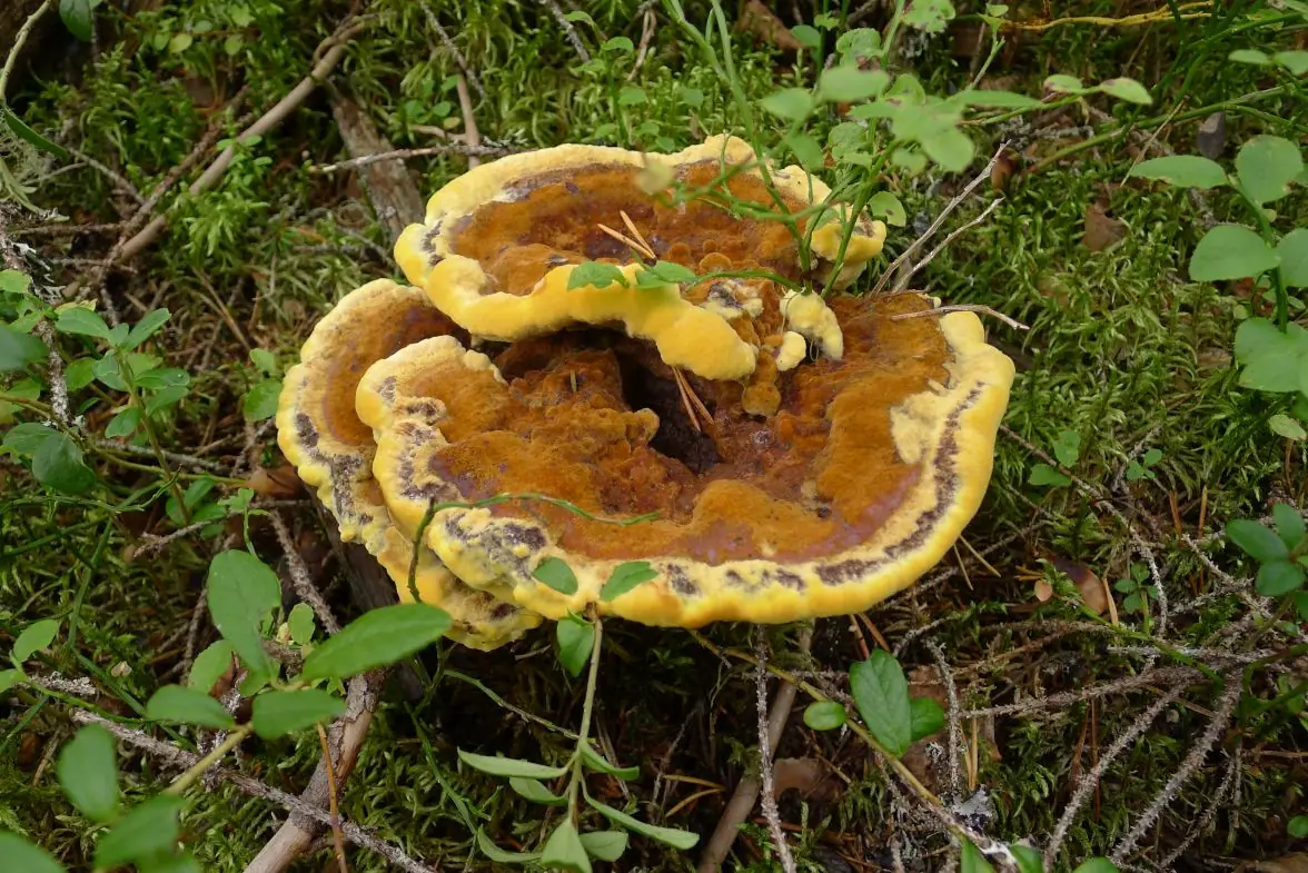 Murszak rdzawy (Phaeolus schweinitzii) — zdjęcie 1 z 4