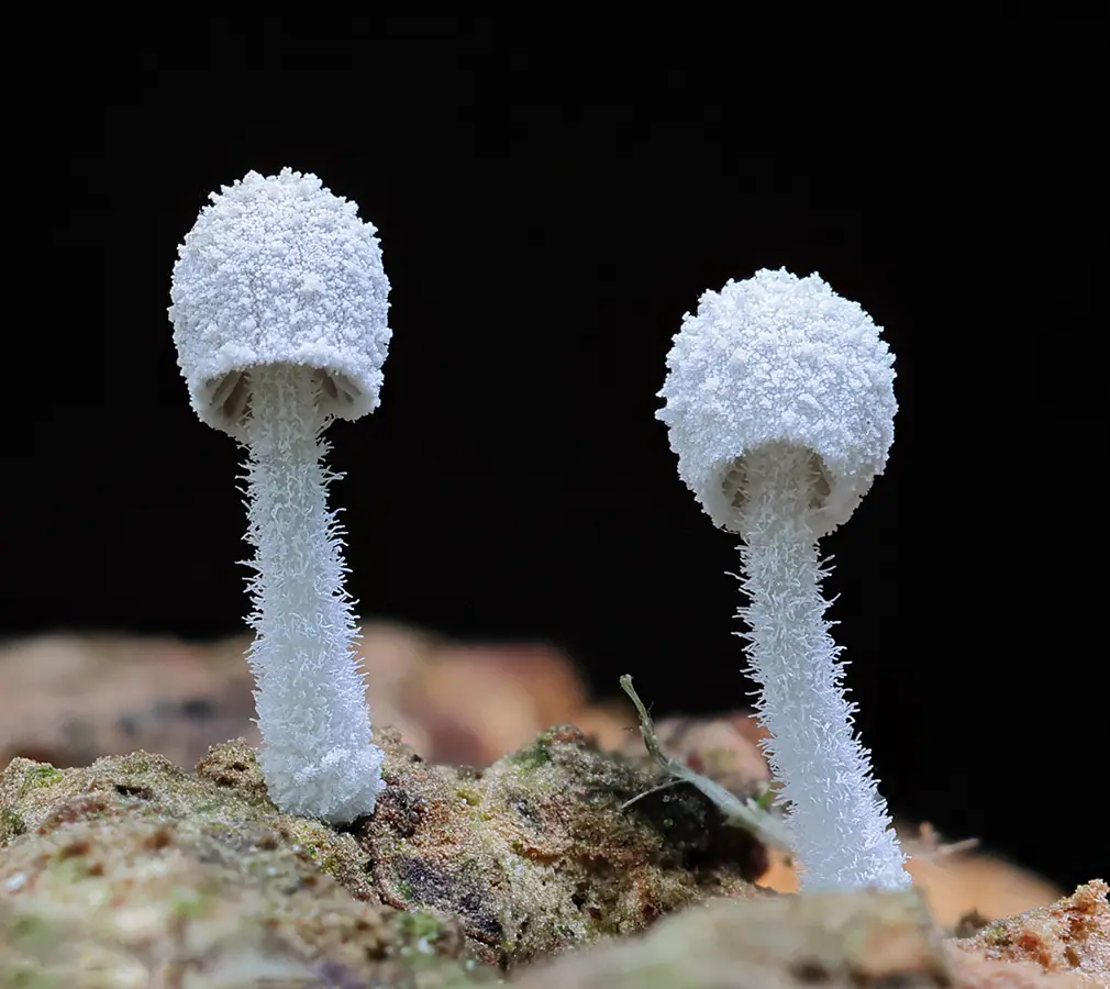 Mycena corynephora