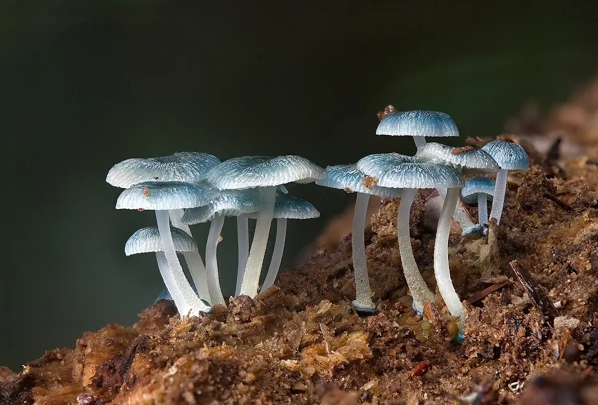 Mycena interrupta — zdjęcie 1 z 4