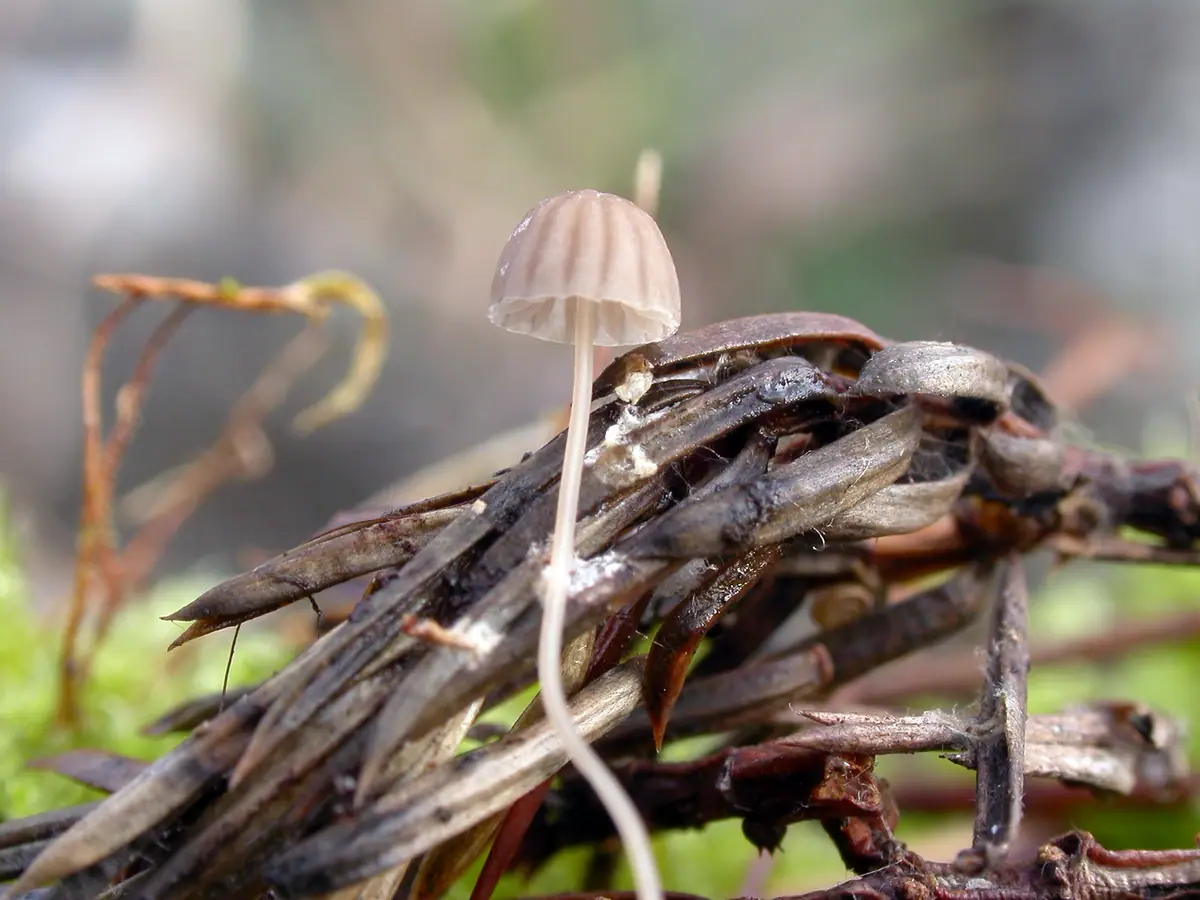 Mycena mirata — zdjęcie 1 z 4