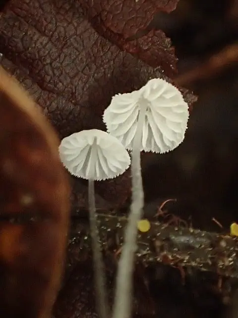 Mycena nucicola — zdjęcie 1 z 3