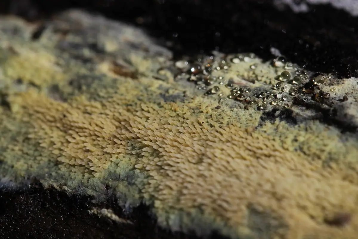 Mycoaciella bispora — zdjęcie 1 z 2