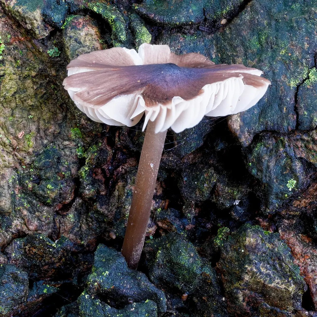Mycopan scabripes — zdjęcie 1 z 4