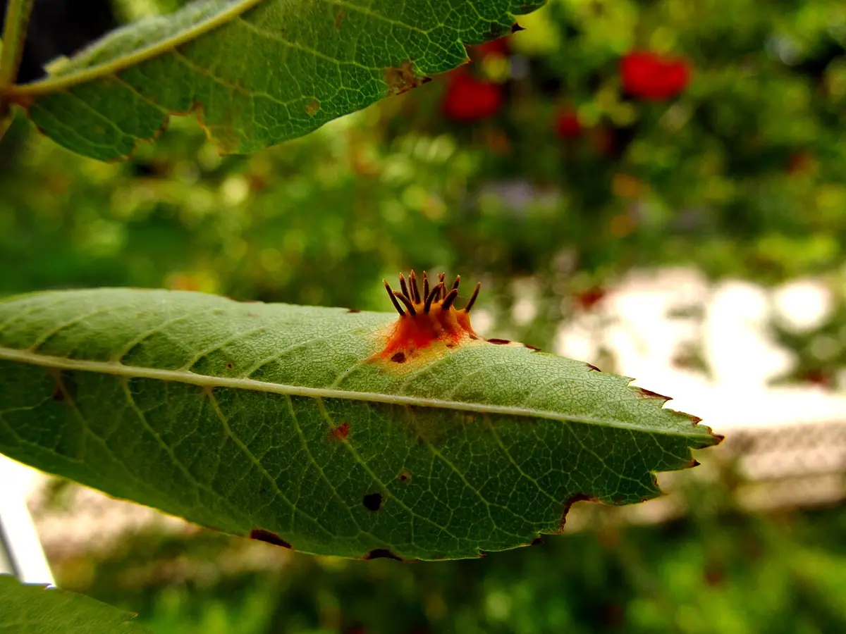 Nagoć goździeńcowata (Gymnosporangium clavariiforme) — zdjęcie 1 z 4