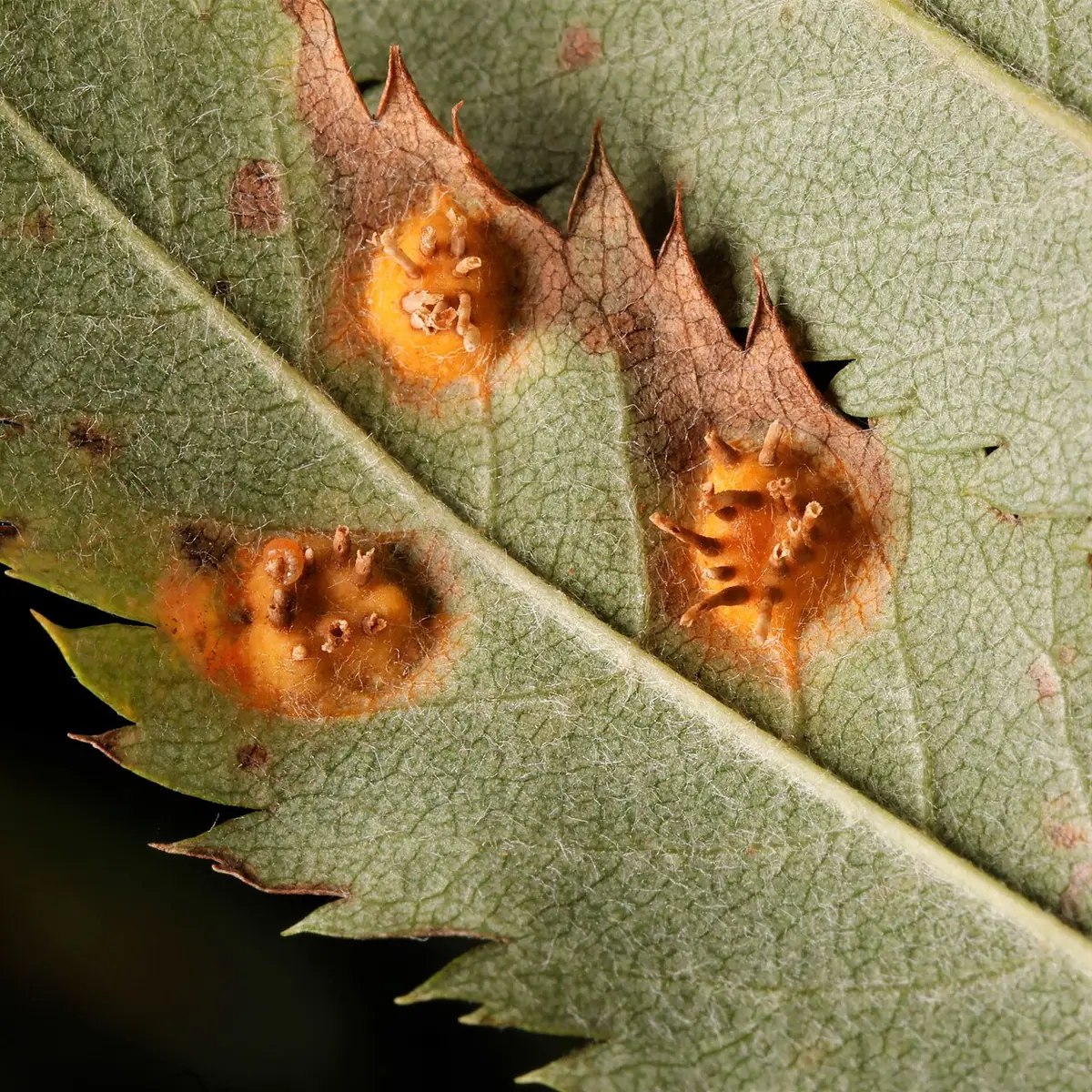 Nagoć rożkowata (Gymnosporangium cornutum) — zdjęcie 1 z 4