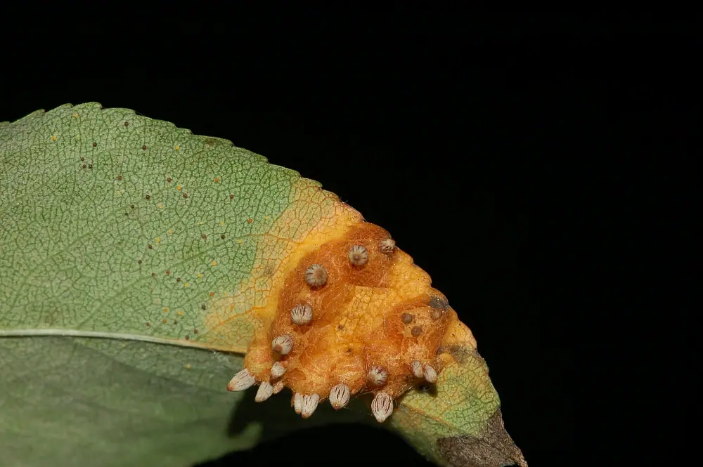 Nagoć sawinowa (Gymnosporangium sabinae) — zdjęcie 1 z 4