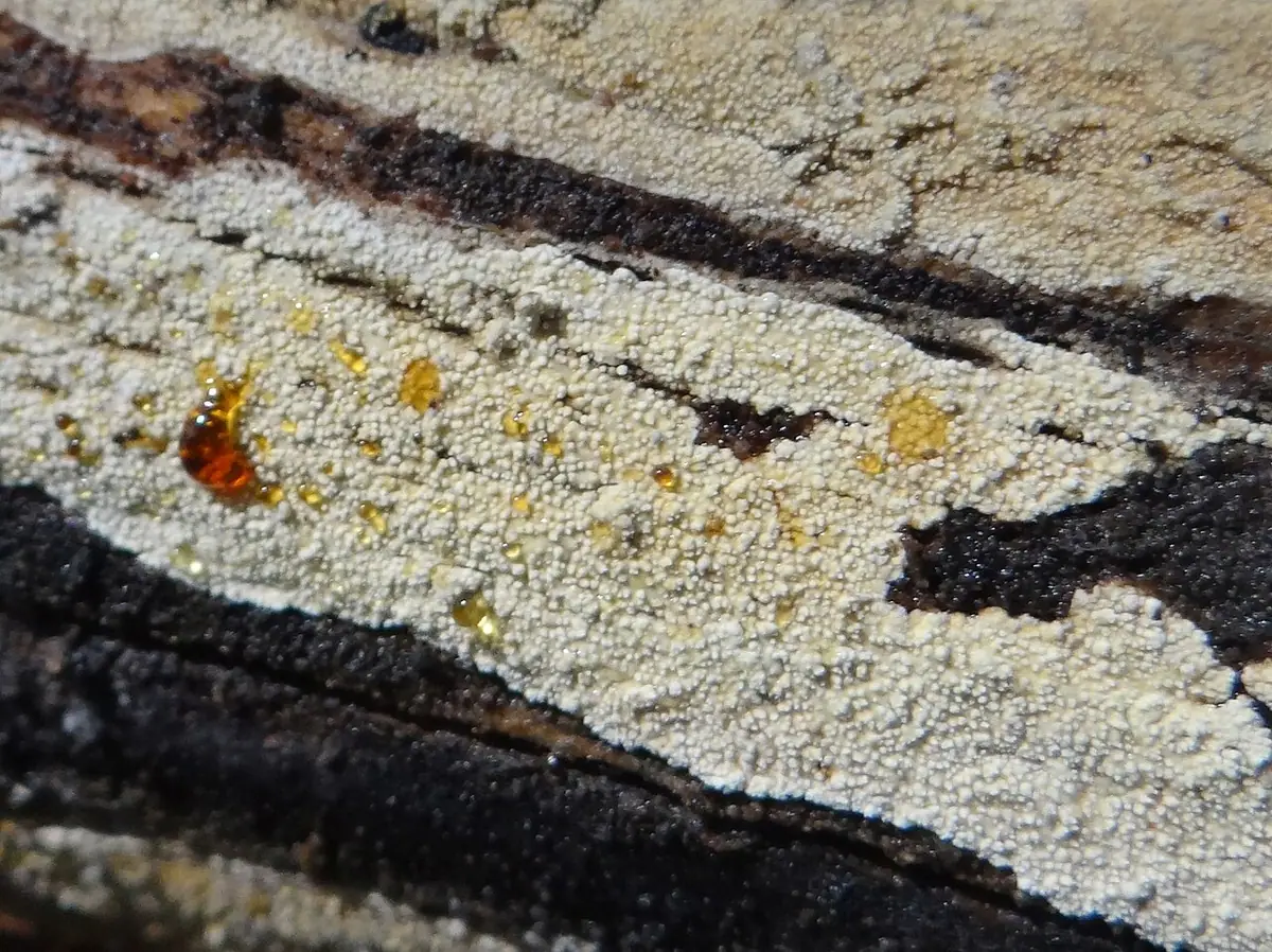 Naloteczek oliwkowy (Brevicellicium olivascens) — zdjęcie 1 z 4