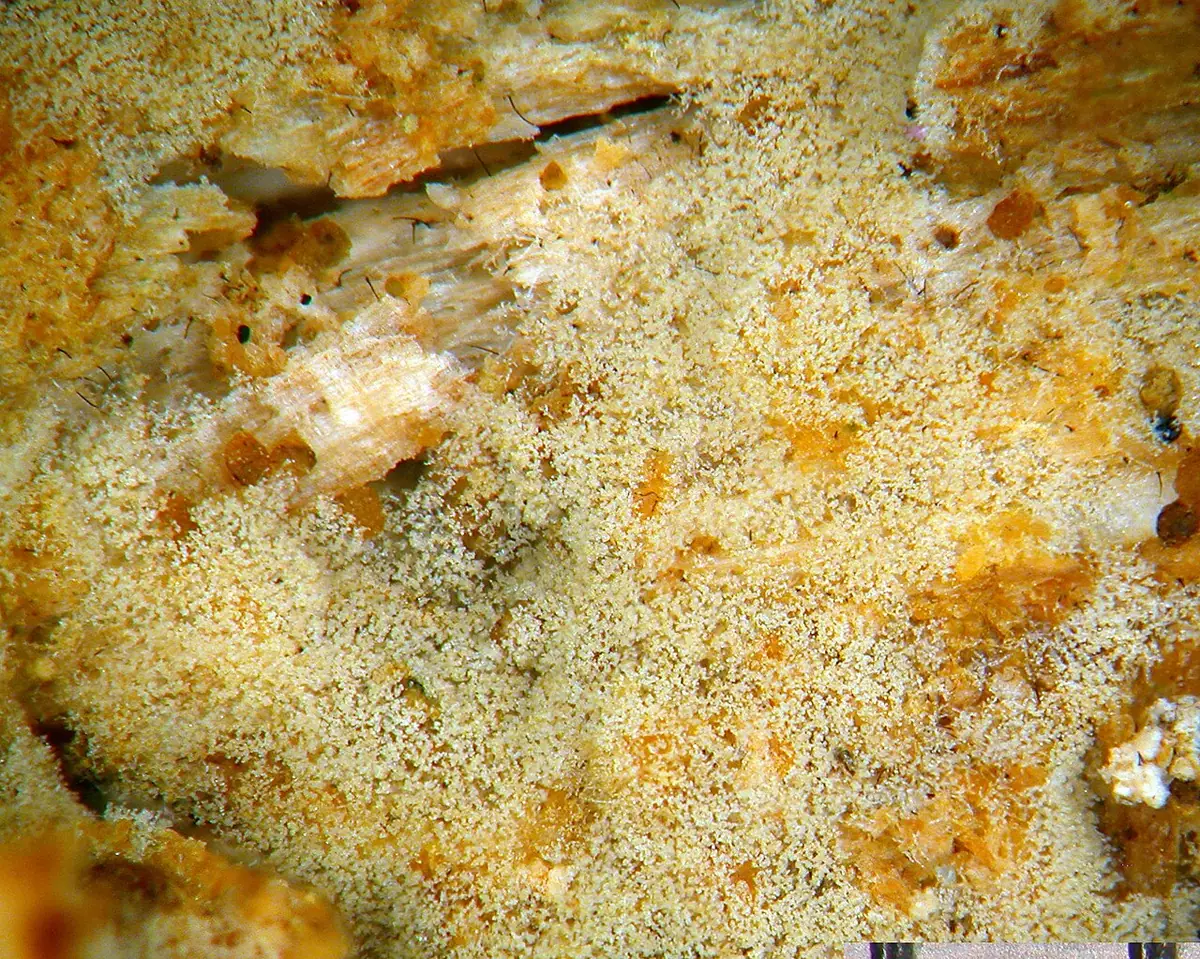 Nalotek kolczastozarodnikowy (Botryohypochnus isabellinus)