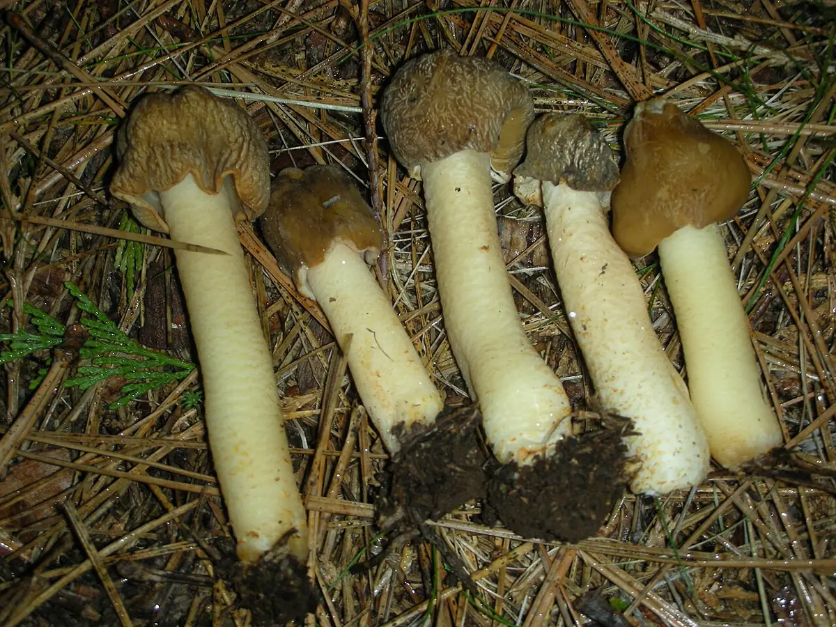 Naparstniczka stożkowata (Verpa conica) — zdjęcie 1 z 4