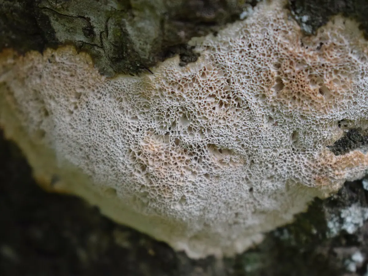 Napień kruchy (Oxyporus latemarginatus) — zdjęcie 1 z 4