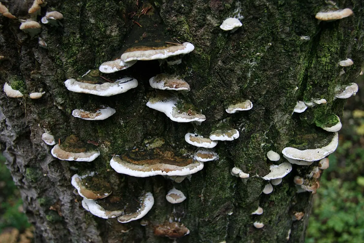 Napień omszony (Oxyporus populinus) — zdjęcie 1 z 4
