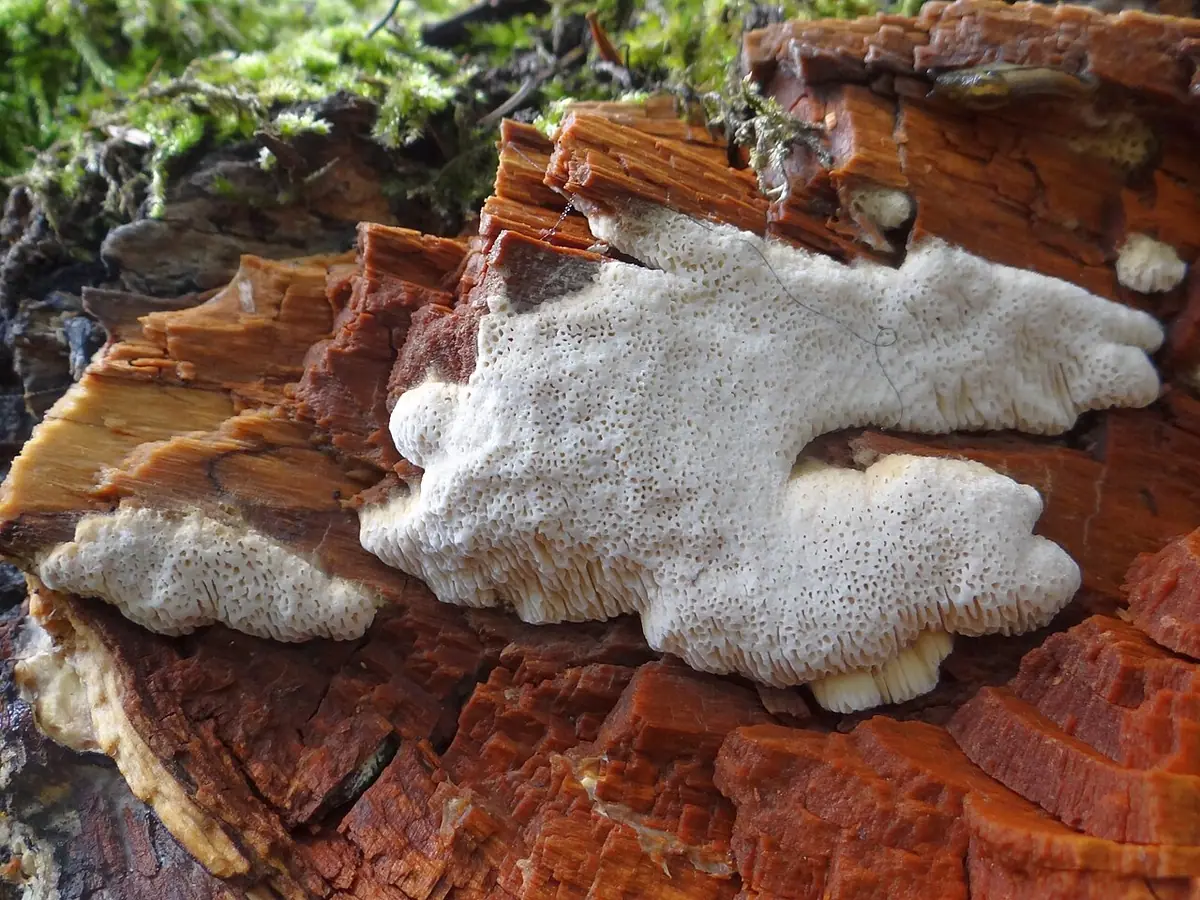 Napień rozpostarty (Oxyporus obducens)