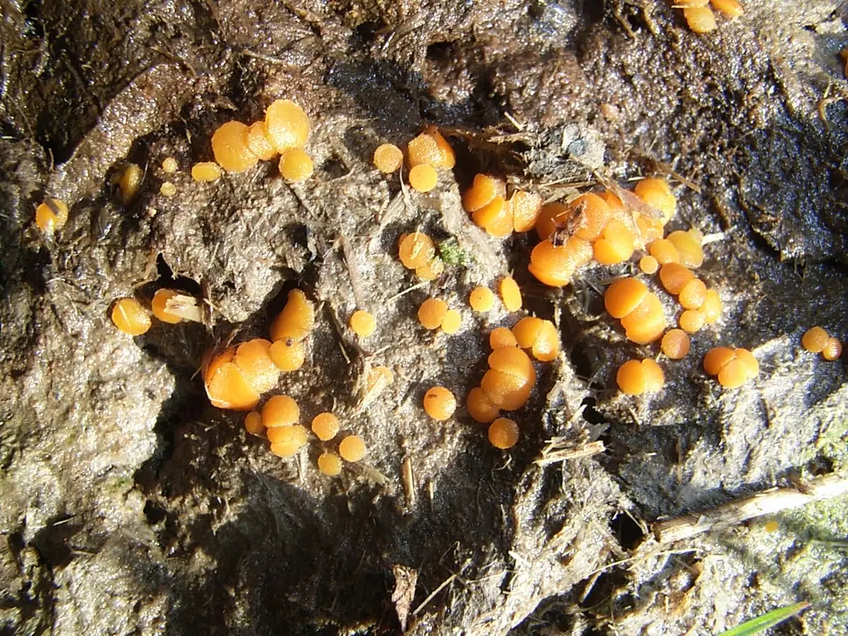 Nawozówka bydlęca (Cheilymenia granulata) — zdjęcie 1 z 4