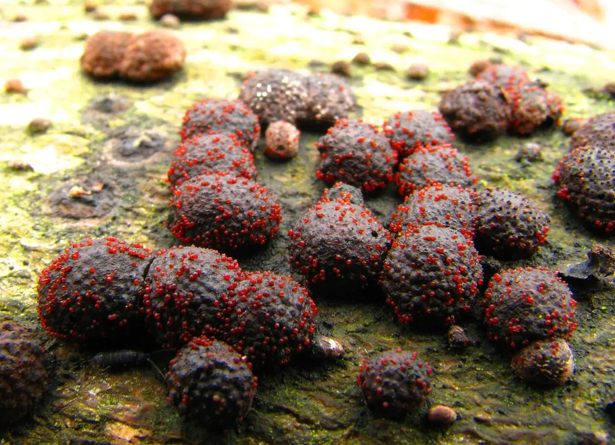 Nectria episphaeria — zdjęcie 1 z 4