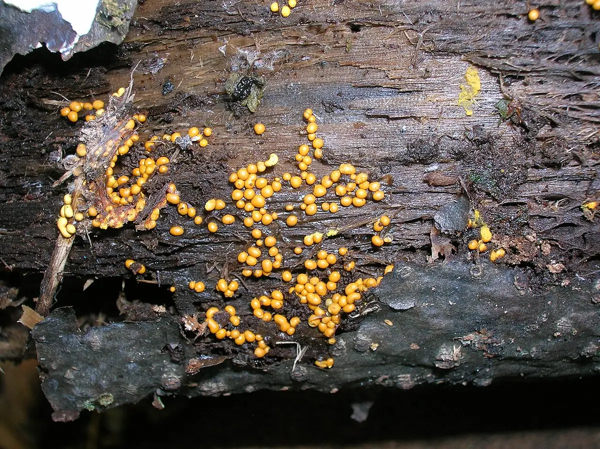 Nectria peziza — zdjęcie 1 z 4