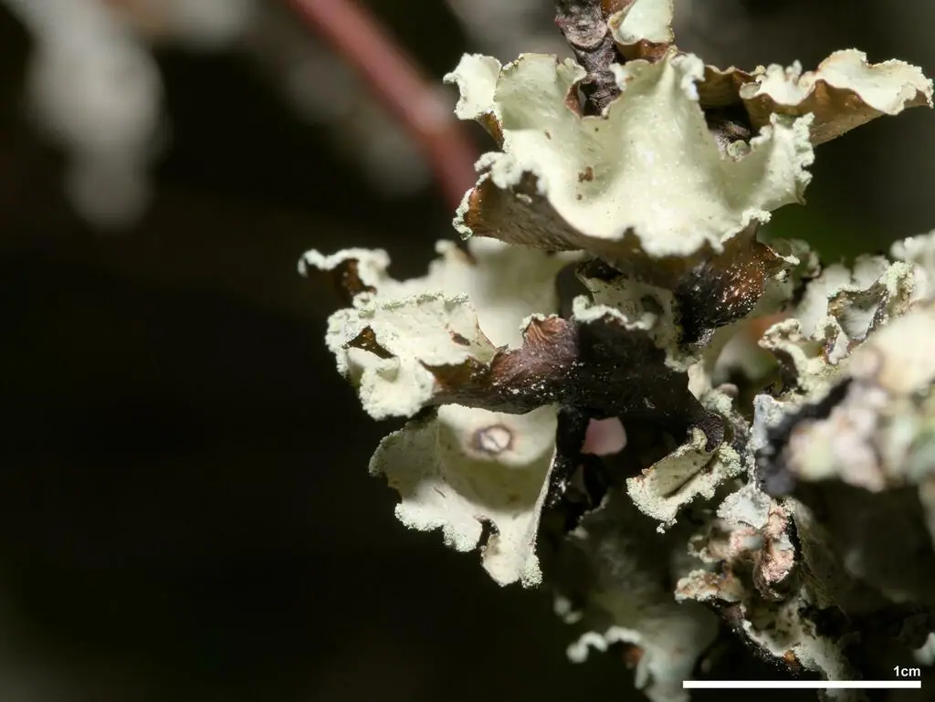 Nibypłucnik kędzierzawy (Cetrelia cetrarioides) — zdjęcie 1 z 4