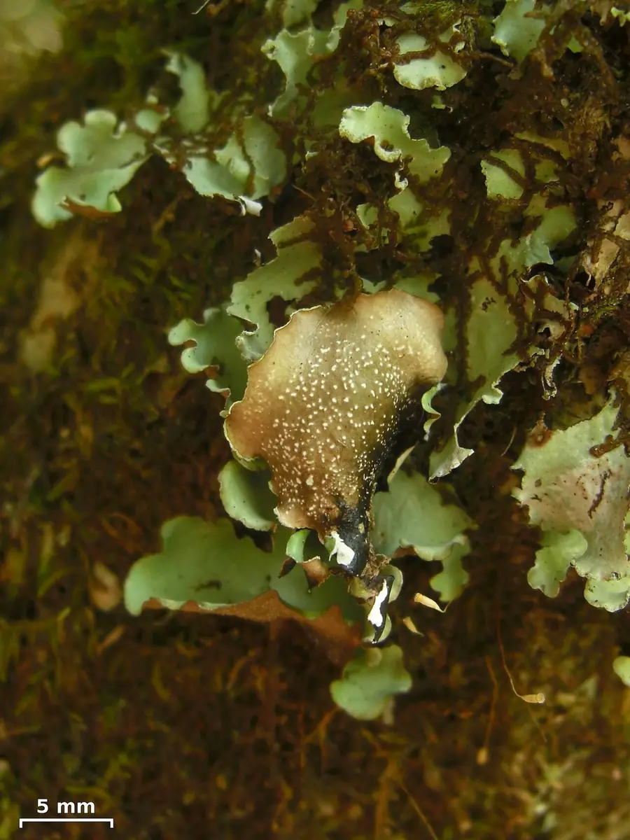 Nibypłucnik mnisi (Cetrelia monachorum)