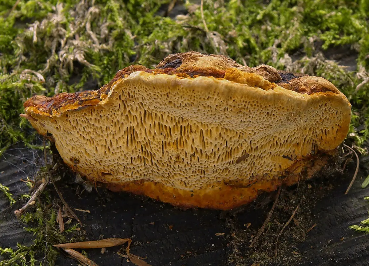 Niszczyca anyżkowa (Gloeophyllum odoratum)
