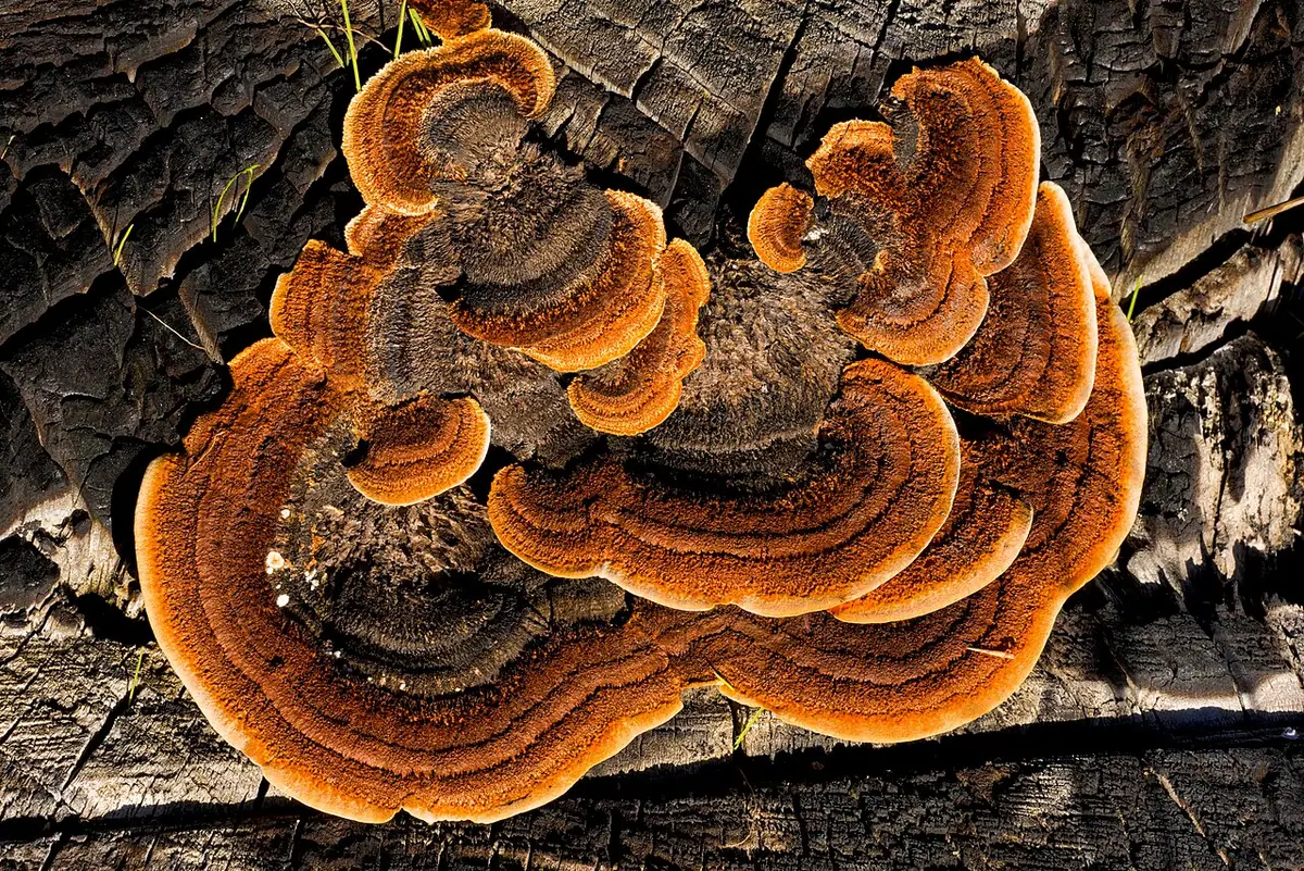 Niszczyca płotowa (Gloeophyllum sepiarium) — zdjęcie 1 z 4